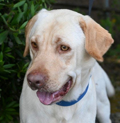 Fisher is a Labrador available for adoption at the Oregon Coast Humane Society in Lane County.