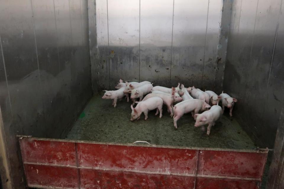 Young pigs inside an elevator