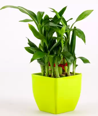 10 indoor plants to infuse natural greens into your home decor