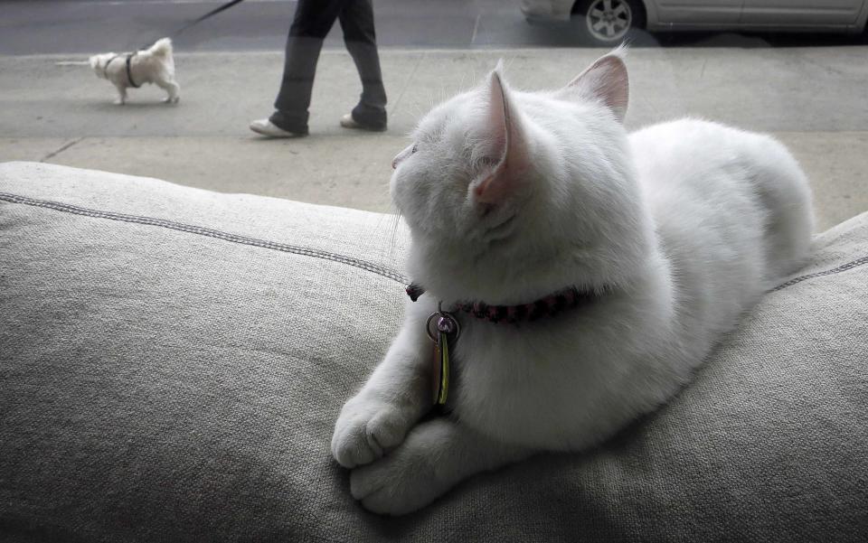 A cat watches as a dog walks past the cat cafe in New York