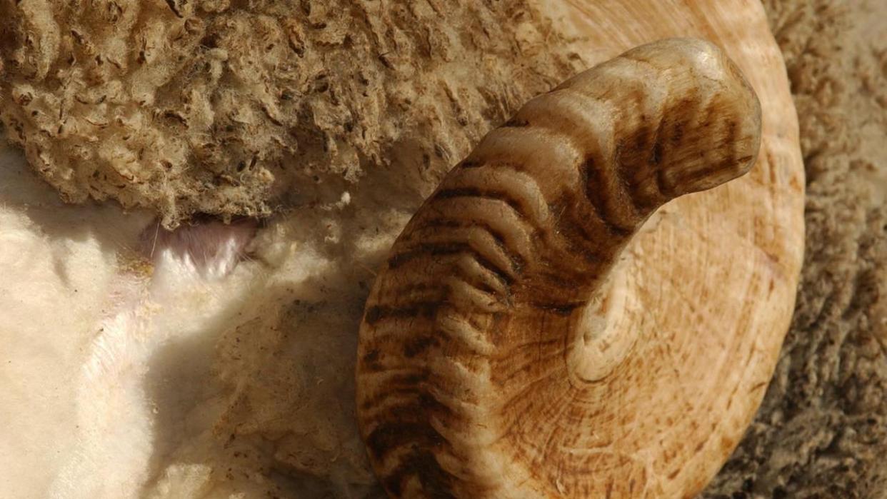 19/07/2003: Generic picture of a ram's horn. Bendigo Sheep Show at Bendigo Showgrounds. Digital Image