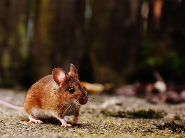 Comment se débarrasser des souris ?