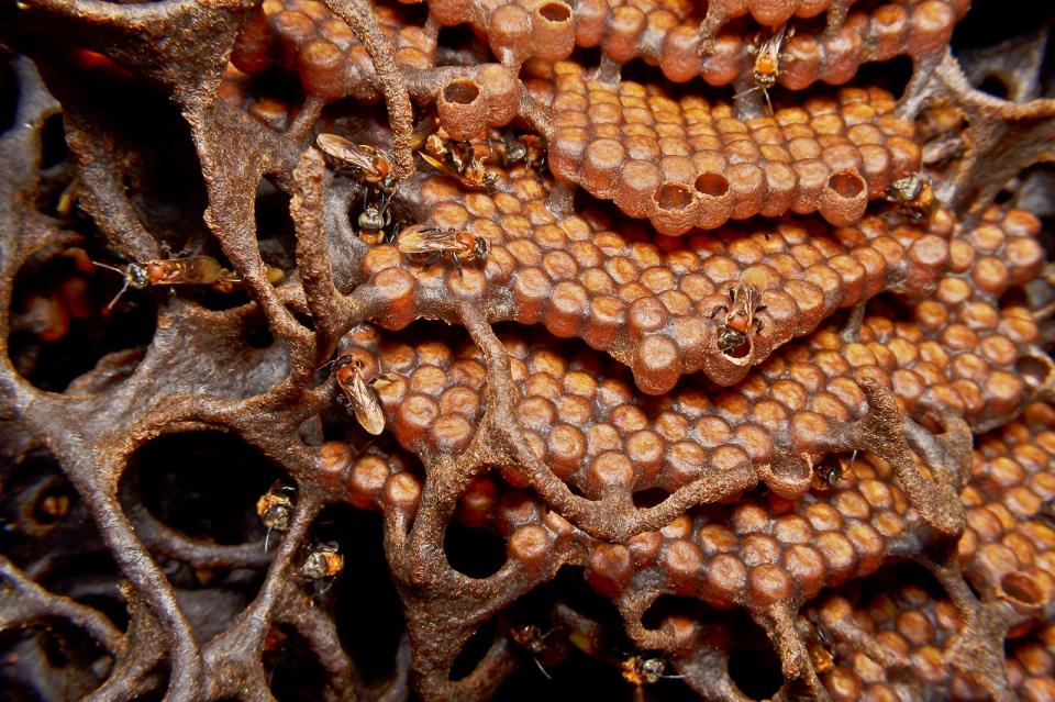 A Trigona bee nest. Some of these bees eat meat, too. - Credit: megatmawardi/Adobe