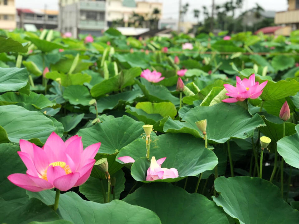 (圖片來源：白河蓮花季活動官網)