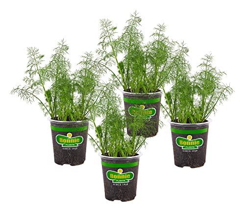 Bonnie Plants Fernleaf Dill - 4 Pack Live Plants, 18 - 24 Inch Tall Plants, Warm-Season Annual Plant, Dips, Soups, Vinegars & Salads