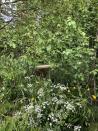 <p>The delicate white flowers and fern-like foliage of cow parsley has proved especially popular on Show Gardens this year, a planting trend that will add a naturalistic charm to any garden. </p><p><strong>Andrew Duff</strong> uses the umbrella-like clusters of white frothy flowers to decorate his woodland glade alongside bright yellow buttercups, and <strong>Helen Elks-Smith </strong>incorporates it into a swathe of native hedgerow that wraps around the central pavilion on her garden for Warner’s Distillery.</p><p>Elsewhere, <strong>Jo Thompson </strong>adds it to a mass of dynamic planting around a central stone colonnade creating a soft, textured feel. </p><p>Image: Andrew Duff MSGD</p>