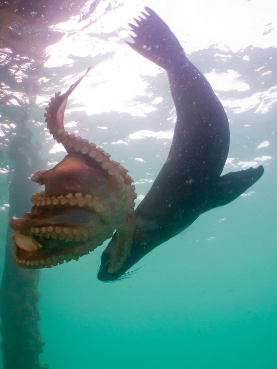 Lucha de pulpo vs foca en Australia