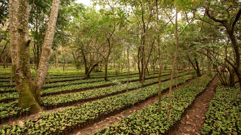 Indigenous trees grown alongside the coffee plants help to provide shade and reforest the park. - Gorongosa Media