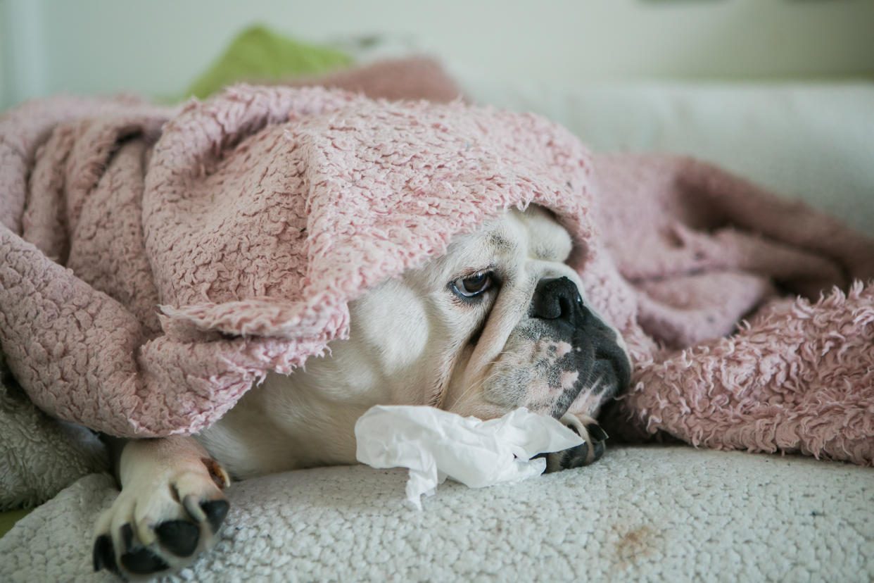 bulldog with termometerOne U.S. state has recorded 200 cases of an unusual dog illness since the summer. (Getty)