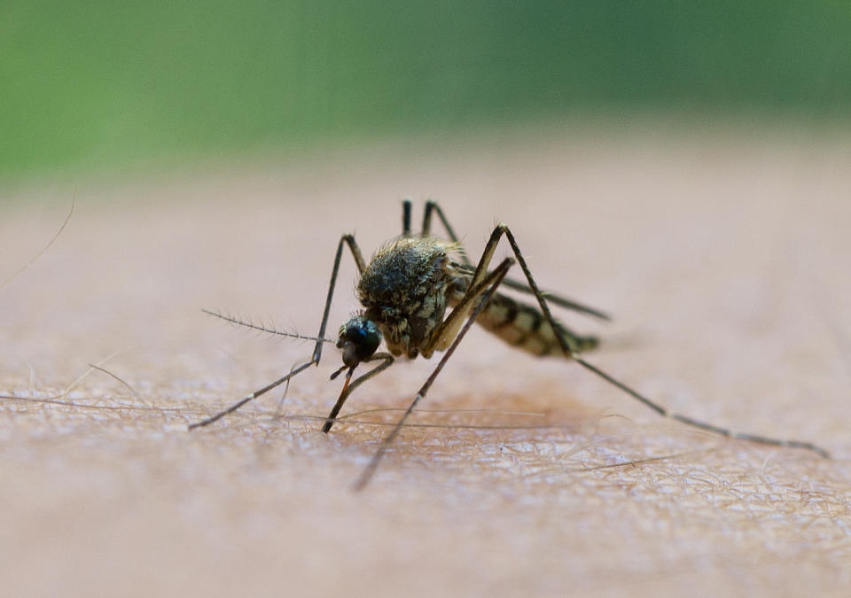 Fiese Mückenstiche: Diese Hausmittel lindern den Juckreiz
