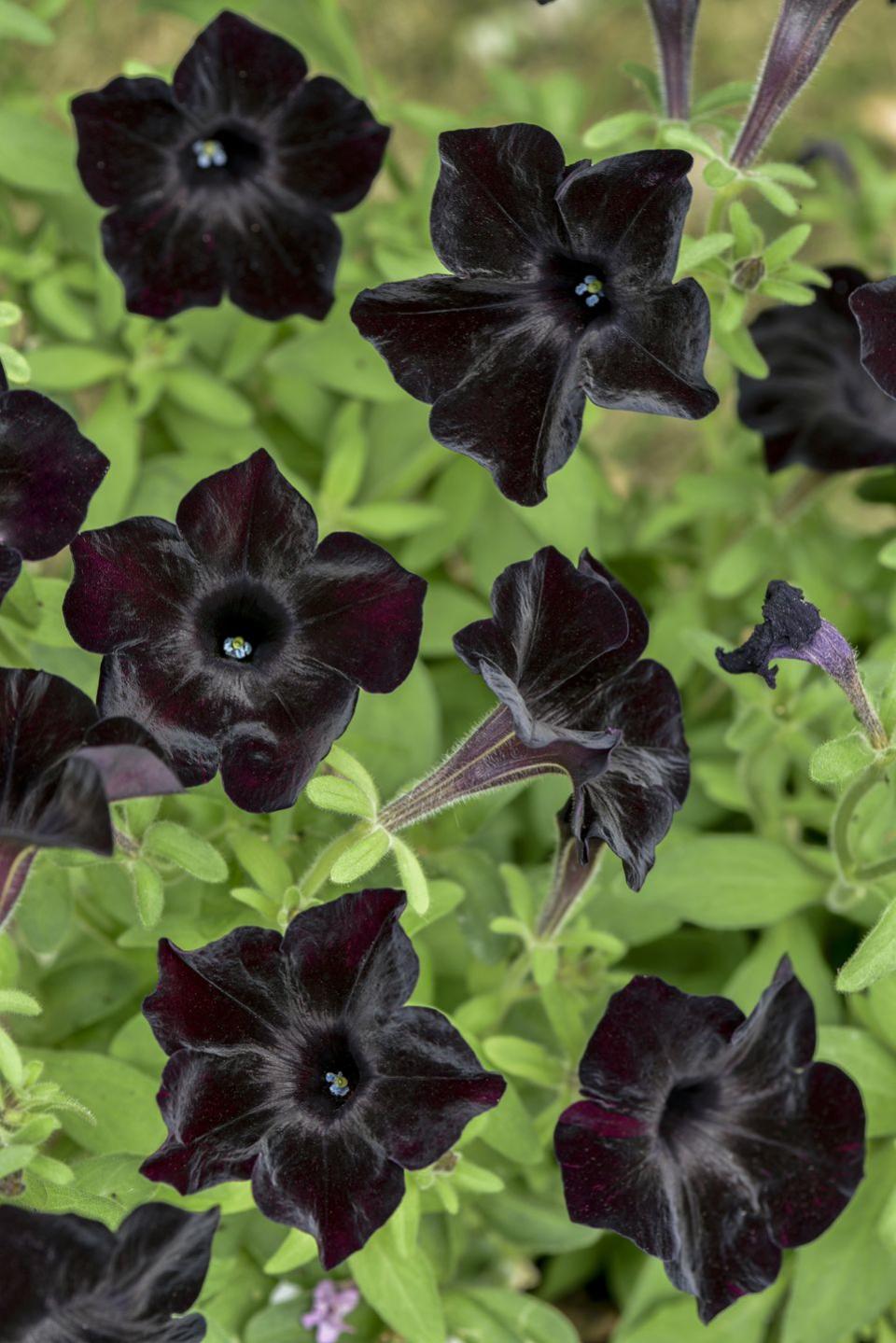 black velvet petunia