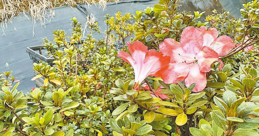 皋月杜鵑是園藝栽培杜鵑品系中最豐富的系統，目前紀錄約有兩千多種，此花名為「皋月杜鵑-酒中花」，為日本品種之一。（圖／中國時報劉瑋晴攝）