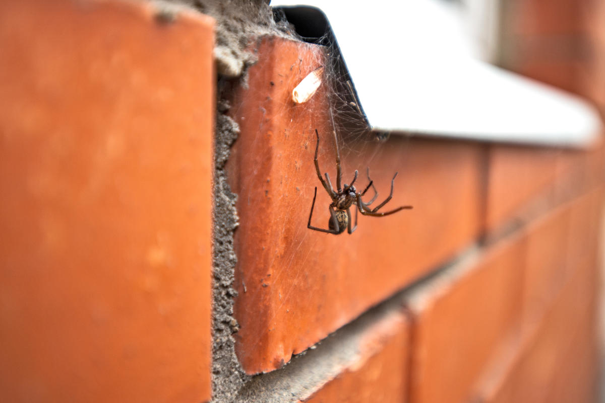 Spiders in the house? Put that blowtorch away