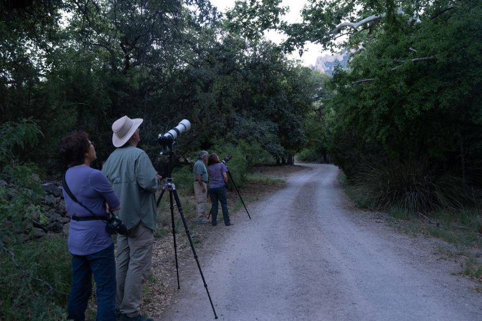 Birders wait for an owl to emerge from its nest, June 9, 2023, at Cave Creek Ranch near Portal, Arizona.