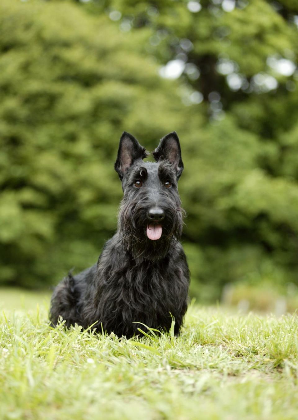 Scottish Terrier