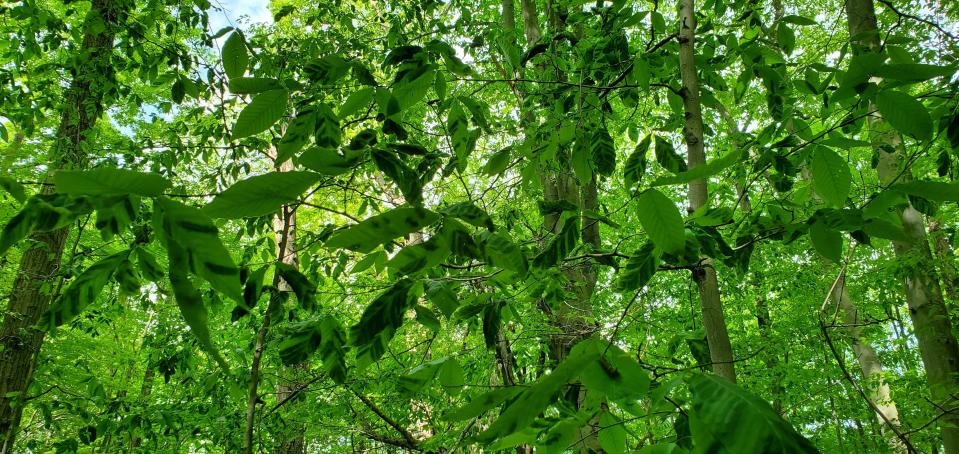 Symptoms of beech leaf disease appear in Michigan forests.