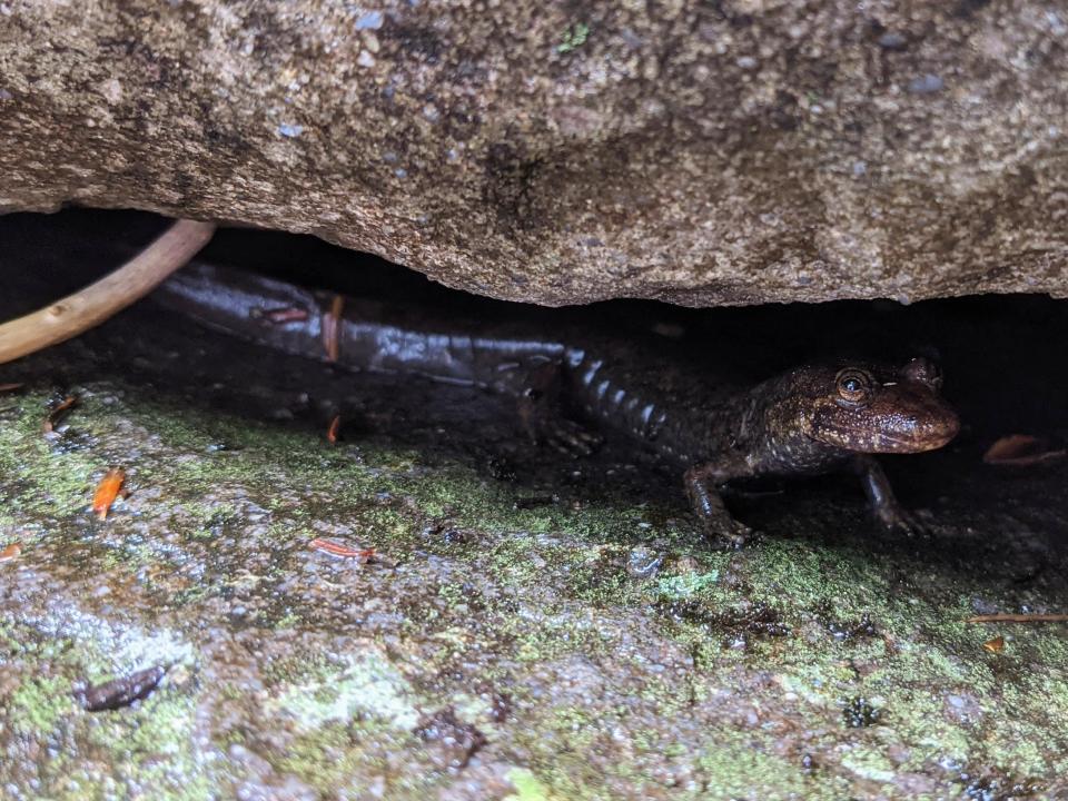 Named by the Eastern Band of Cherokee Indians, the Cherokee black-bellied salamander goes by the scientific name Desmognathus gvnigeusgwotli, with “gvnigeusgwotli” translating roughly to “black belly.”