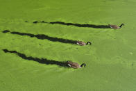 LONDON, ENGLAND - AUGUST 02: Canada geese swim along a stretch of the Regent's Canal in Camden amidst green algae, on August 2, 2011 in London, England. Reports suggest that the toxic algae has thrived following a sudden spell of hot weather.