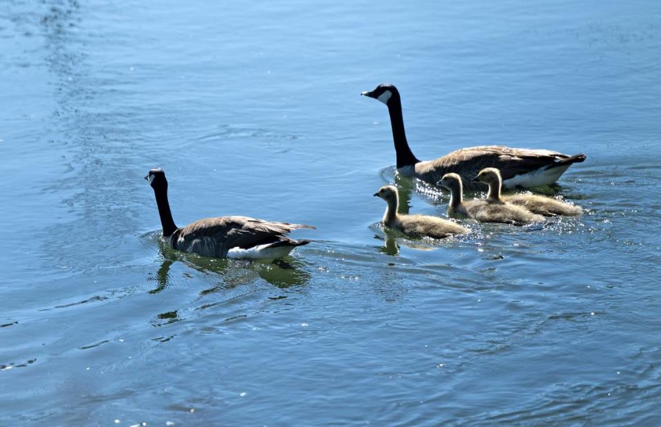 Geese with their chicks swim in the strong current on the Tuolumne River near the Neece Drive Boat Launch at Tuolumne River Regional Park in Modesto, Calif., Friday, May 10, 2024.