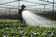 A worker waters coffee plants at a nursery garden in Dak Lak province, Vietnam, on Feb. 2, 2024. New European Union rules aimed at stopping deforestation are reordering supply chains. An expert said that there are going to be "winners and losers" since these rules require companies to provide detailed evidence showing that the coffee isn't linked to land where forests had been cleared. (AP Photo/Hau Dinh)