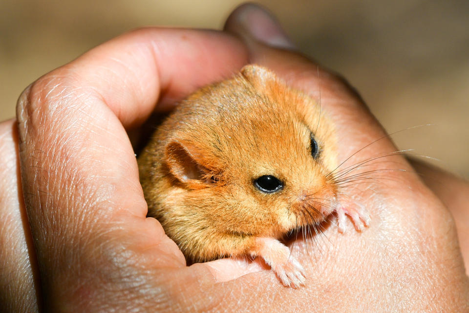 File photo dated 14/6/2018 of a hazel dormouse. A quarter of Britain's native mammal species, including red squirrels, wildcats and beavers, are at risk of extinction, a new assessment warns.