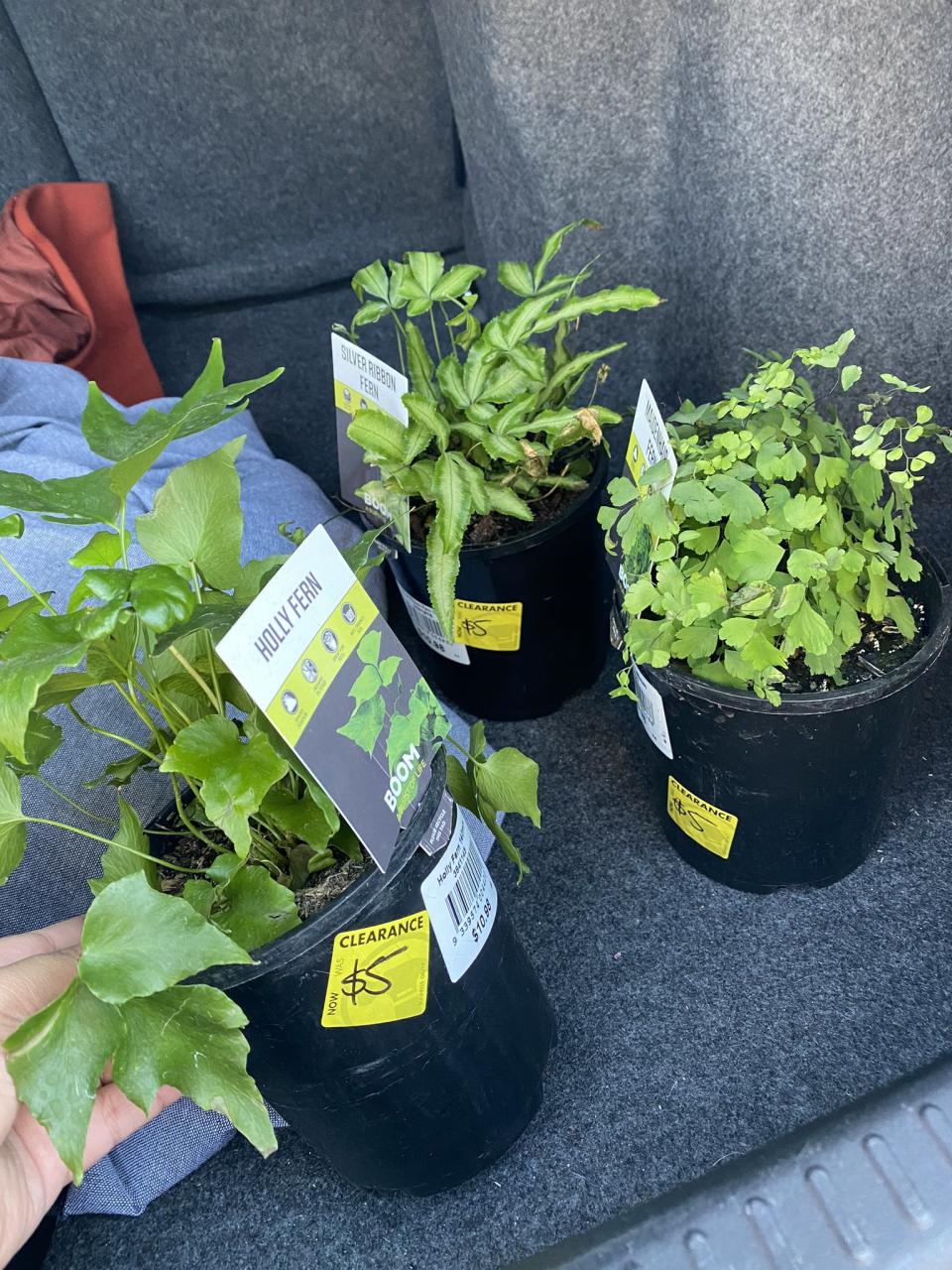 Three potted ferns from Bunnings