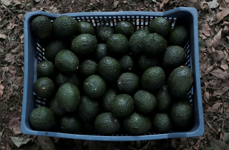 US suspends avocado inspections in Michoacan state on security concerns