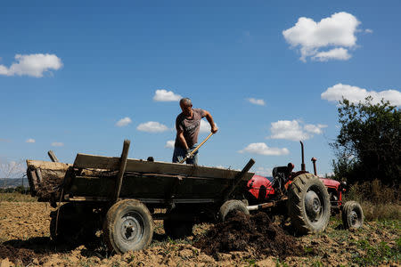 An ethnic Albanian works in a field near the town of Presevo, Serbia, September 4, 2018. REUTERS/Marko Djurica