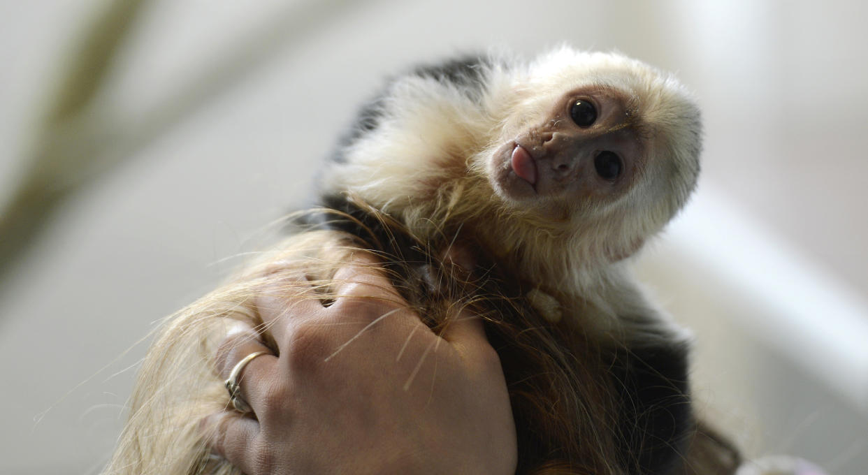 A capuchin monkey, like this one once owned by Justin Bieber, which was taken away from him when he took it to Germany, bit a young boy. (Photo: Christof Stache/AFP/Getty Images)