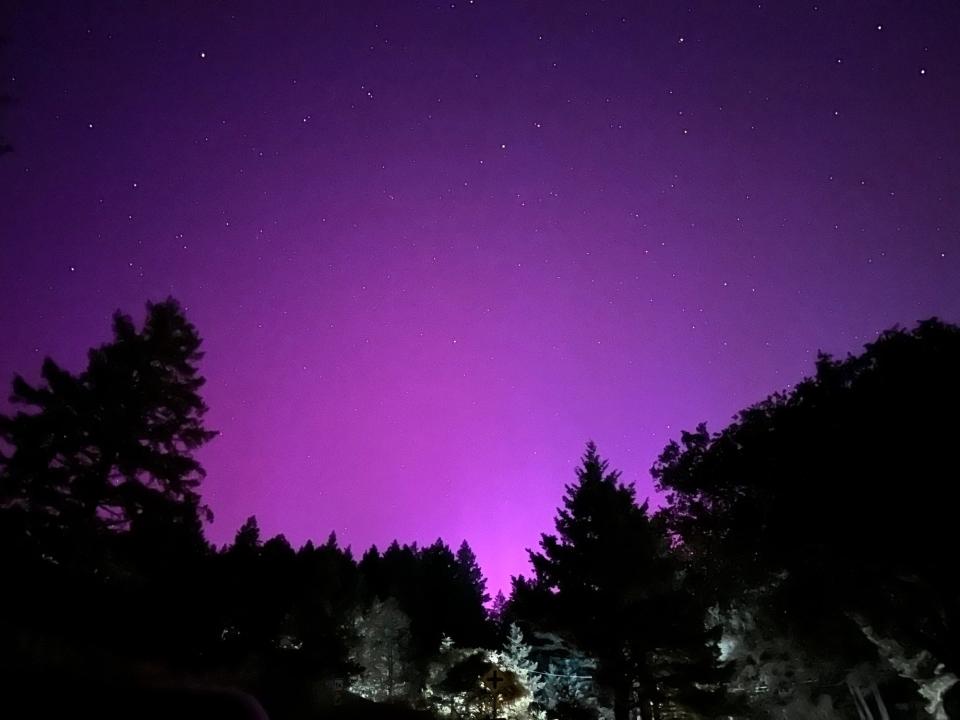 purple starry sky above treetops