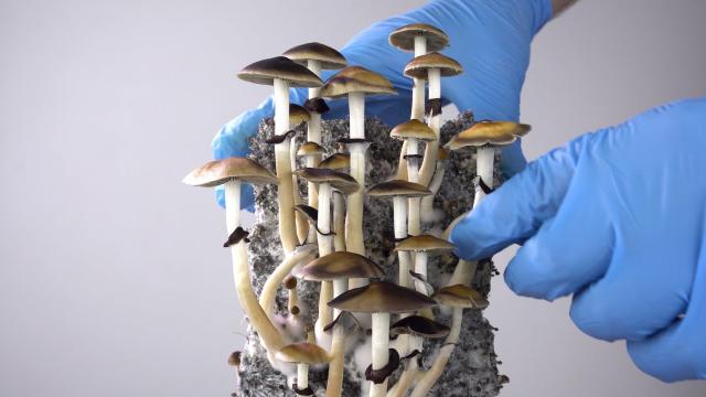 Australian clinical trials with psilocybin and MDMA have relied on imports provided free by not-for-profit research groups such as the Multidisciplinary Association for Psychedelic Studies in California. Shutterstock