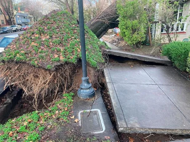 PHOTO: A tree collapsed, ripping up a sidewalk and damaging a home, after winter storms brought high winds and heavy rain in Sacramento, California, Jan. 8, 2023. (Kathleen Ronayne/AP)