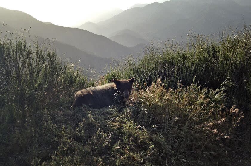 This Sunday, April 24, 2016 photo provided by the California Department of Fish and Wildlife shows a 2 year-old female bear cub after she was released to an unidentified location in Los Angeles County. Officials captured the bear cub on Sunday, April 24, after it was found in a suburban Los Angeles County foothill community of Duarte. (California Department of Fish and Wildlife via AP)