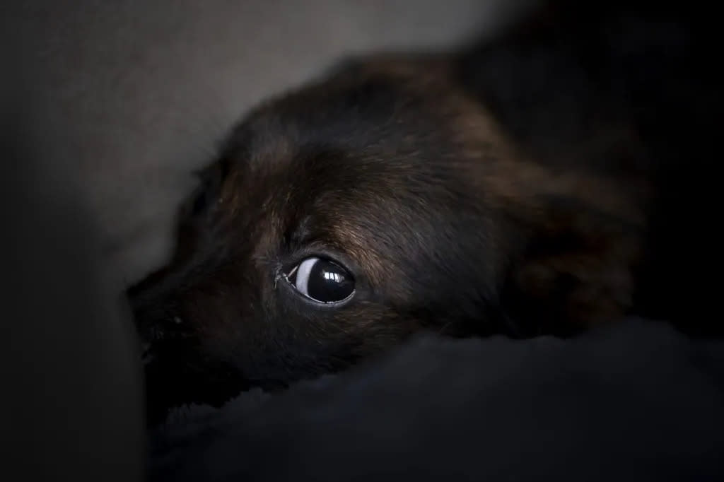 Scared dog hiding in dark, much like the one strangled in a parking lot by a California woman.