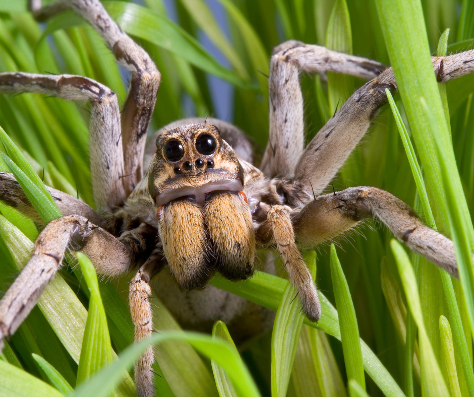 Wolf spider