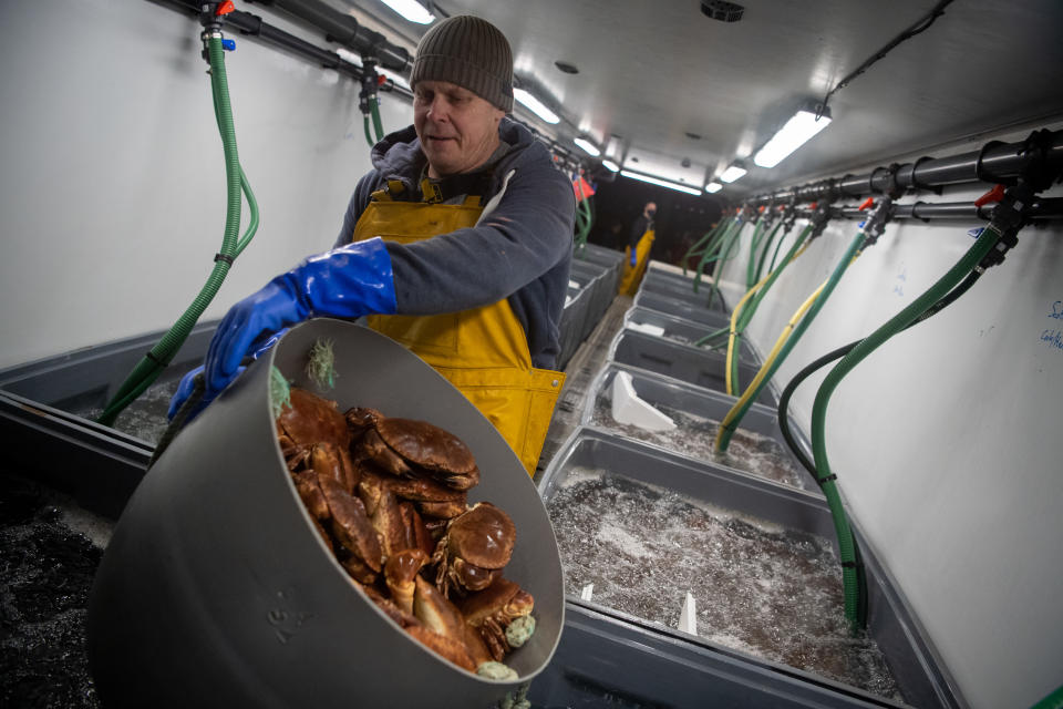 Dartmouth Crab Company fishing vessel MFV William Henry II unloads crab catch for export to Portugal in Weymouth, England. Exports of seafood to the EU fell by over 60% at the start of the year. Photo: Finnbarr Webster/Getty 