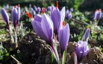 Morocco is the world's fourth largest producer of saffron, behind Iran, India and Greece, according to FranceAgriMer, France's specialist institute of agriculture and fishing