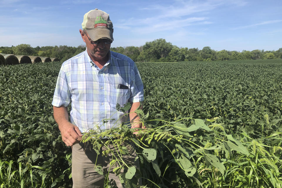 Farmer Randy Miller is shown with his soybeans, Thursday, Aug. 22, 2019, at his farm in Lacona, Iowa. Miller, who also farms corn, is among farmers unhappy with President Donald Trump over waivers granted to oil refineries that have sharply reduced demand for corn-based ethanol. Miller called it "our own country stabbing us in the back." (AP Photo/Julie Pace)