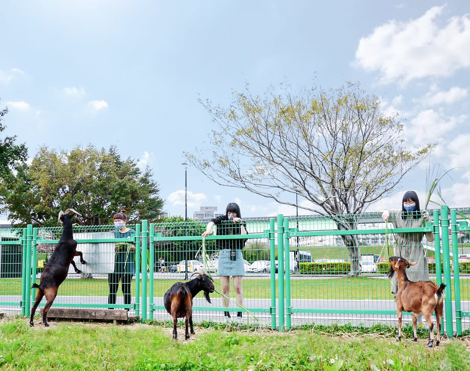 荷花公園附近熱門景點「親水公園羊咩咩的家」。   圖：新北市高灘處提供