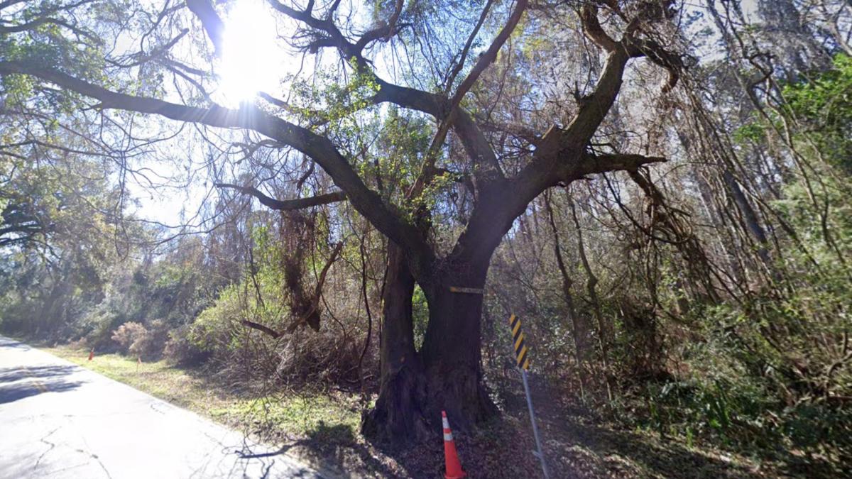 Скандалното дърво „Windowmaker“ в Южна Каролина взе още четири жертви