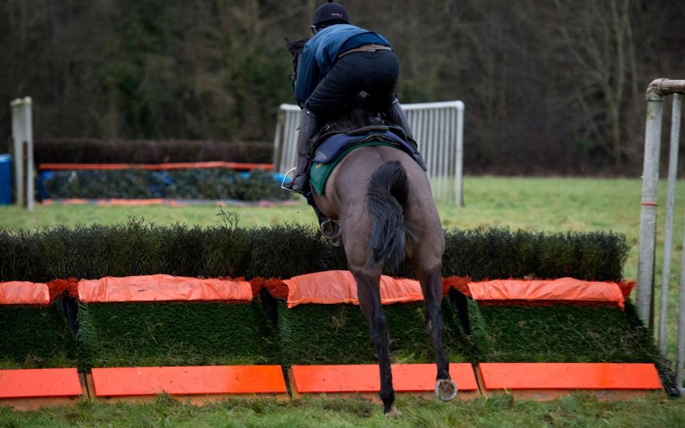 Horses struggle to see the colour orange - Geoff Pugh for the Telegraph