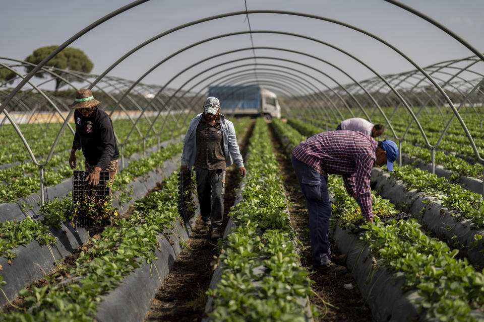 Temporary workers plant strawberries in farm in Almonte, southwest Spain, Tuesday, Oct. 18 2022. Farming and tourism had already drained the aquifer feeding Doñana. Then climate change hit Spain with record-high temperatures and a prolonged drought this year. (AP Photo/Bernat Armangue)