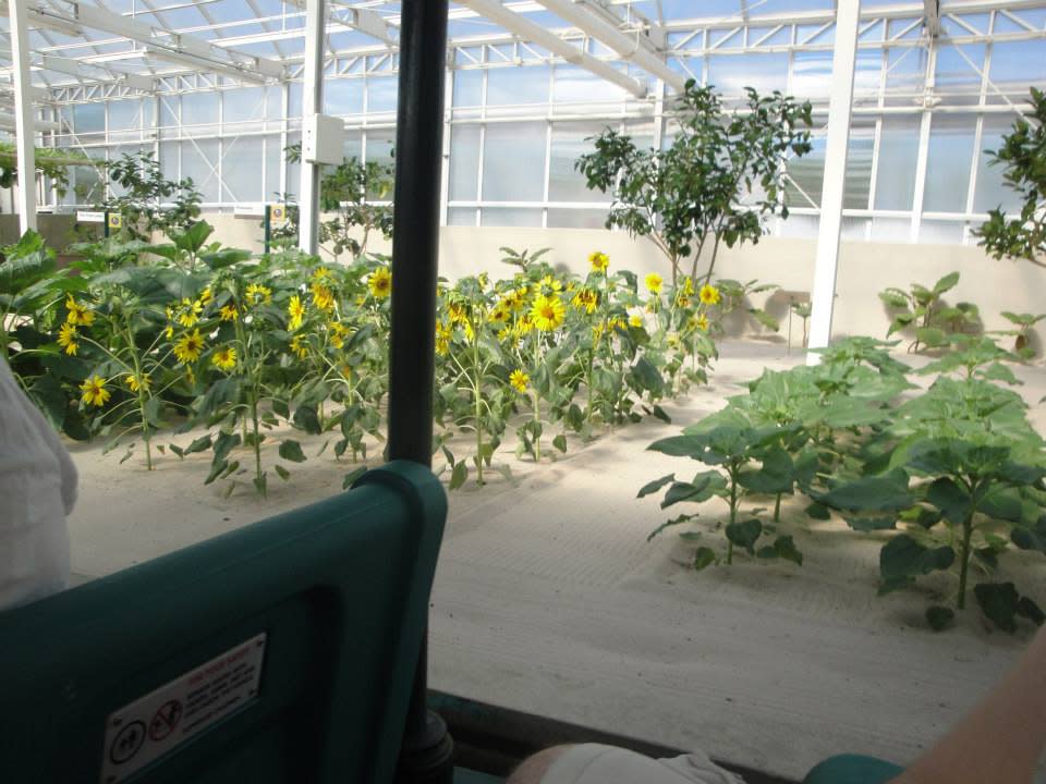 shot of sunflowers growing in disney greenhouse from the ride vehicle of living with the land