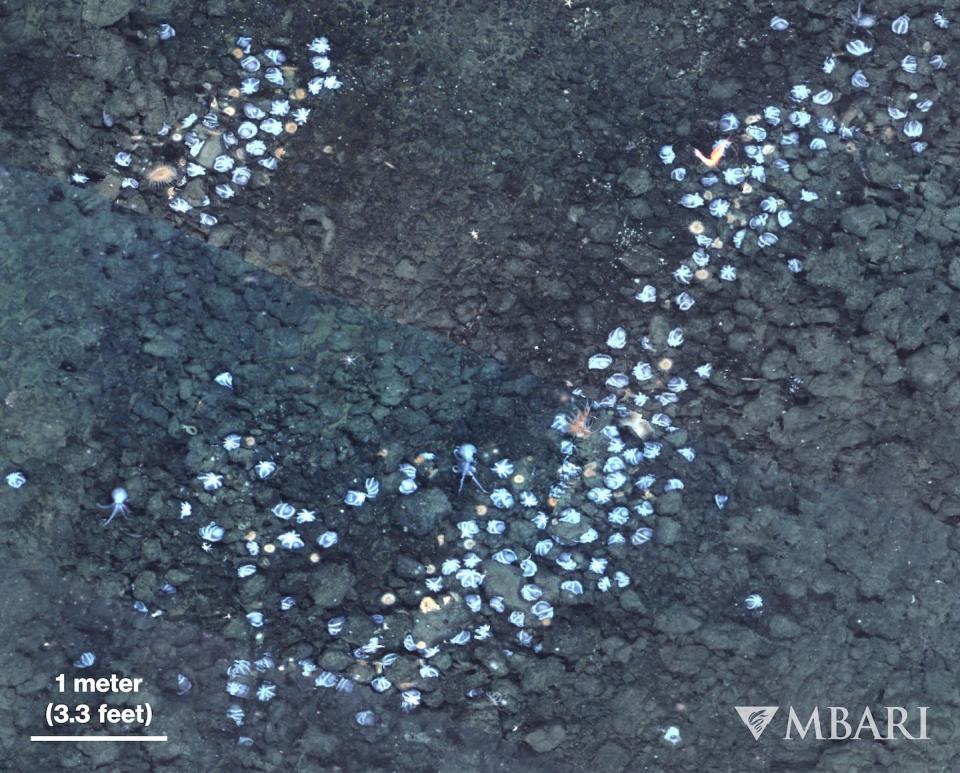 A portion of a photomosaic produced following surveys of the Octopus Garden with MBARI’s remotely operated vehicle Doc Ricketts and the Low-Altitude Survey System sensor suite from the Seafloor Mapping Lab at Monterey Bay Aquarium Research Institute, or MBARI. The photo allowed researchers to count nests and estimate the total. <a href="https://www.mbari.org/about/for-media/" rel="nofollow noopener" target="_blank" data-ylk="slk:Credit: © 2022 MBARI;elm:context_link;itc:0;sec:content-canvas" class="link ">Credit: © 2022 MBARI</a>