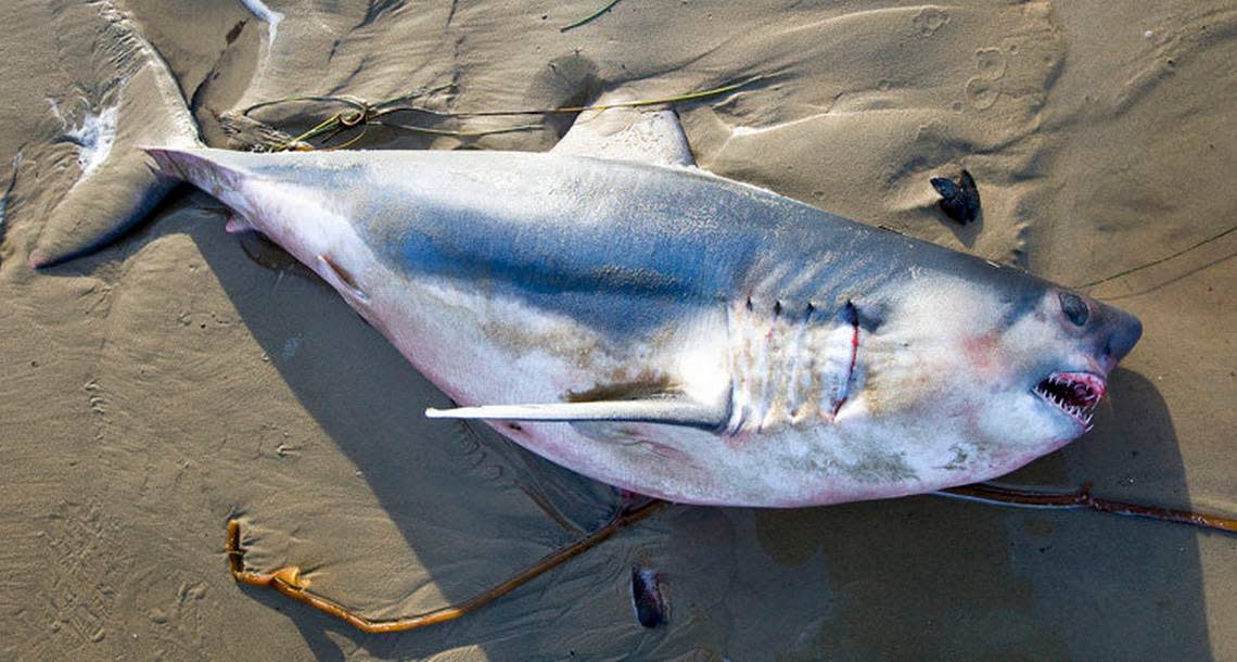 Salmon sharks are commonly found in Washington state and can grow up to 10-feet-long.