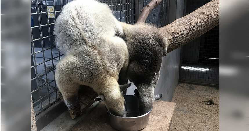 小食蟻獸「小紅」於107年8月7日加入臺北市立動物園，並於今年5月10日產下1隻小仔（母）。（圖／台北市立動物園提供）