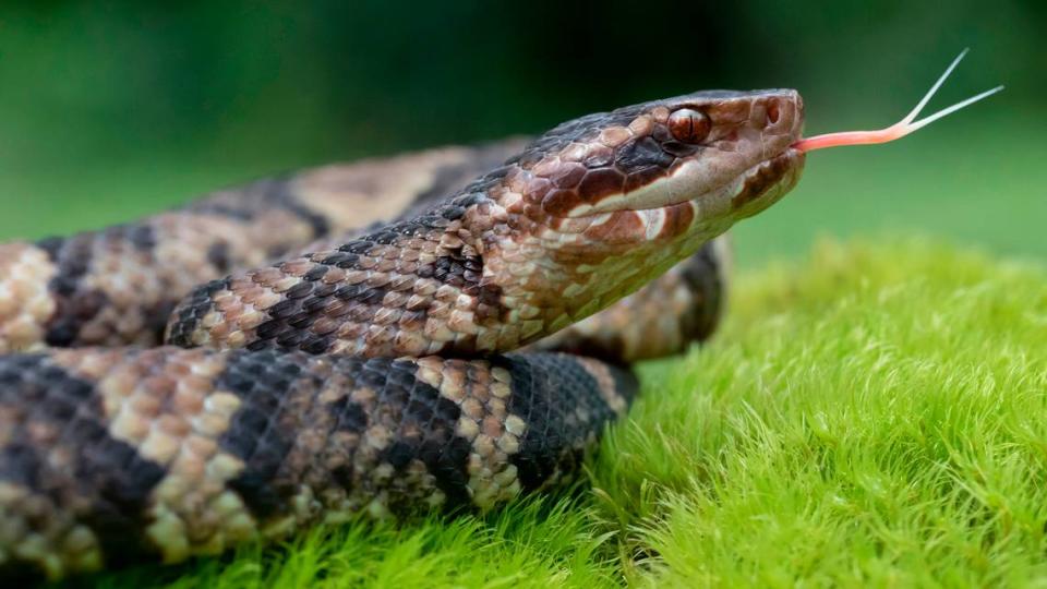 Venomous Cottonmouth / Water Moccasin (Agkistrodon piscivorus) with Forked Tongue