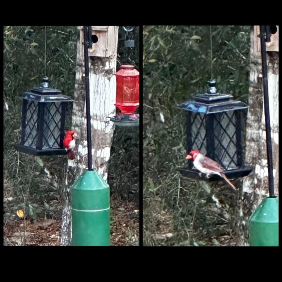 The bird is half male, half female, showing the bright red colors on the right side and the muted brown colors on the left. Photos provided to McClatchy News