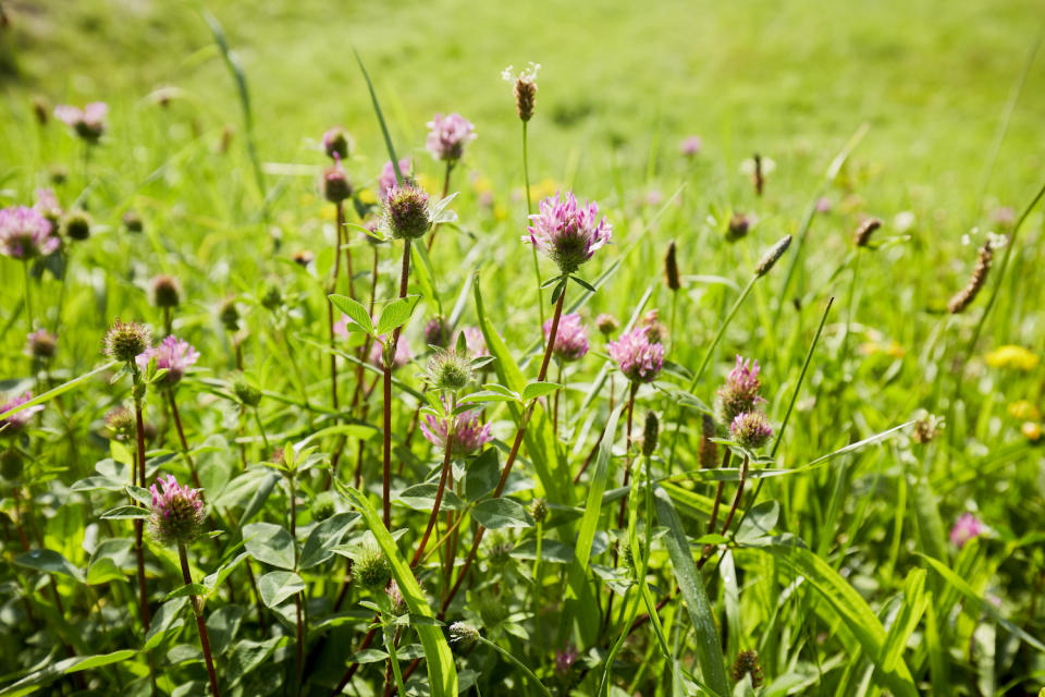 a clover lawn