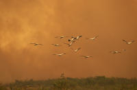 Birds fly past as a fire consumes an area next to the Trans-Pantanal highway in the Pantanal wetlands near Pocone, Mato Grosso state, Brazil, Friday, Sept. 11, 2020. As of Sept. 13, 19% of the Pantanal had been consumed by fire, according to a satellite laboratory at the Federal University of Rio de Janeiro. (AP Photo/Andre Penner)